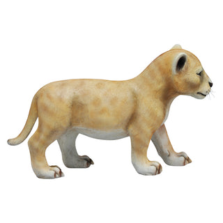 Lion Cub