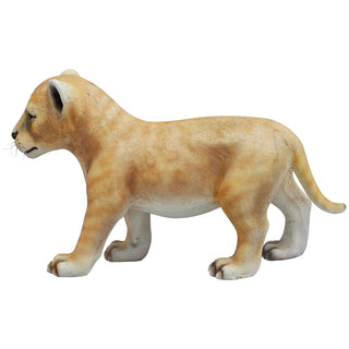 Lion Cub